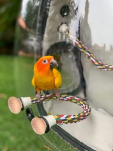 Bird Backpack Carrier