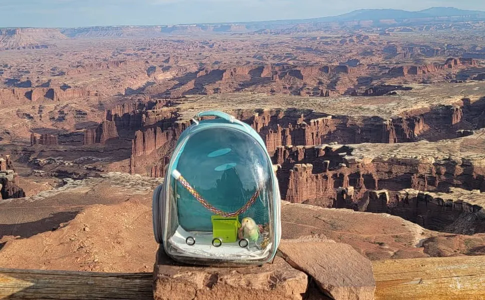 Bird Backpack Carrier