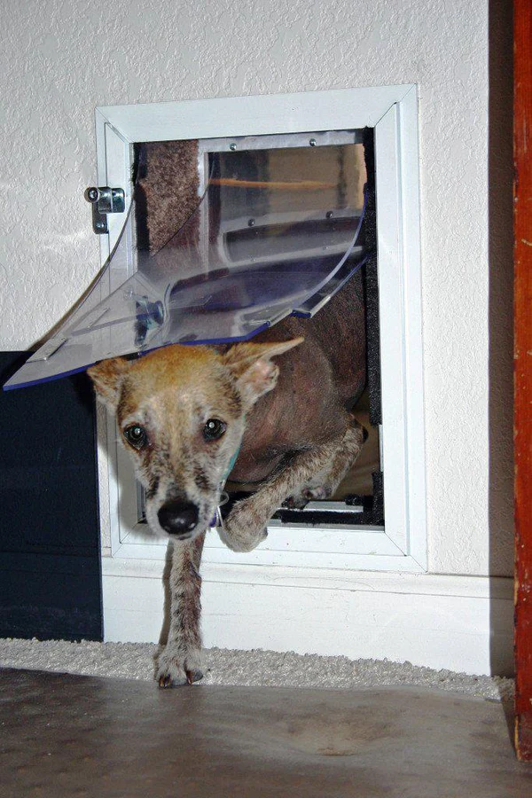 Double Flap Hale Dog Door for Walls