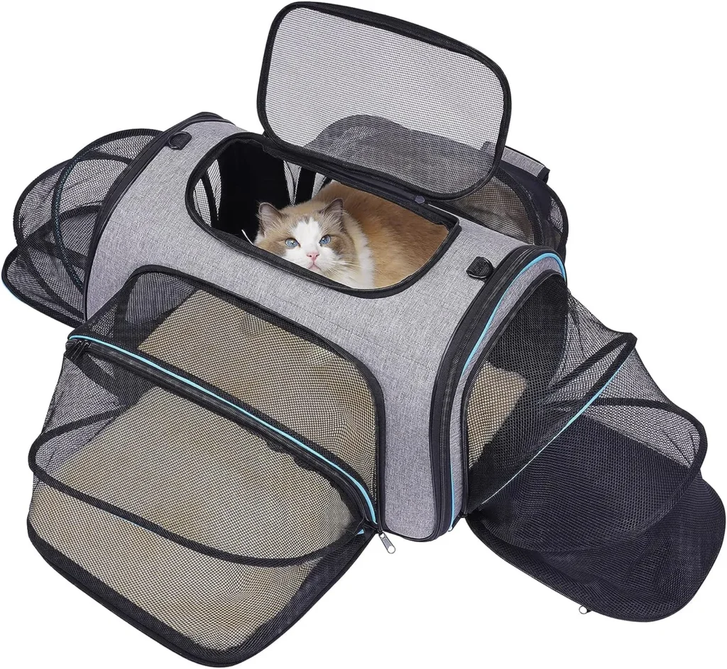 How to Take Two Cats on a Plane