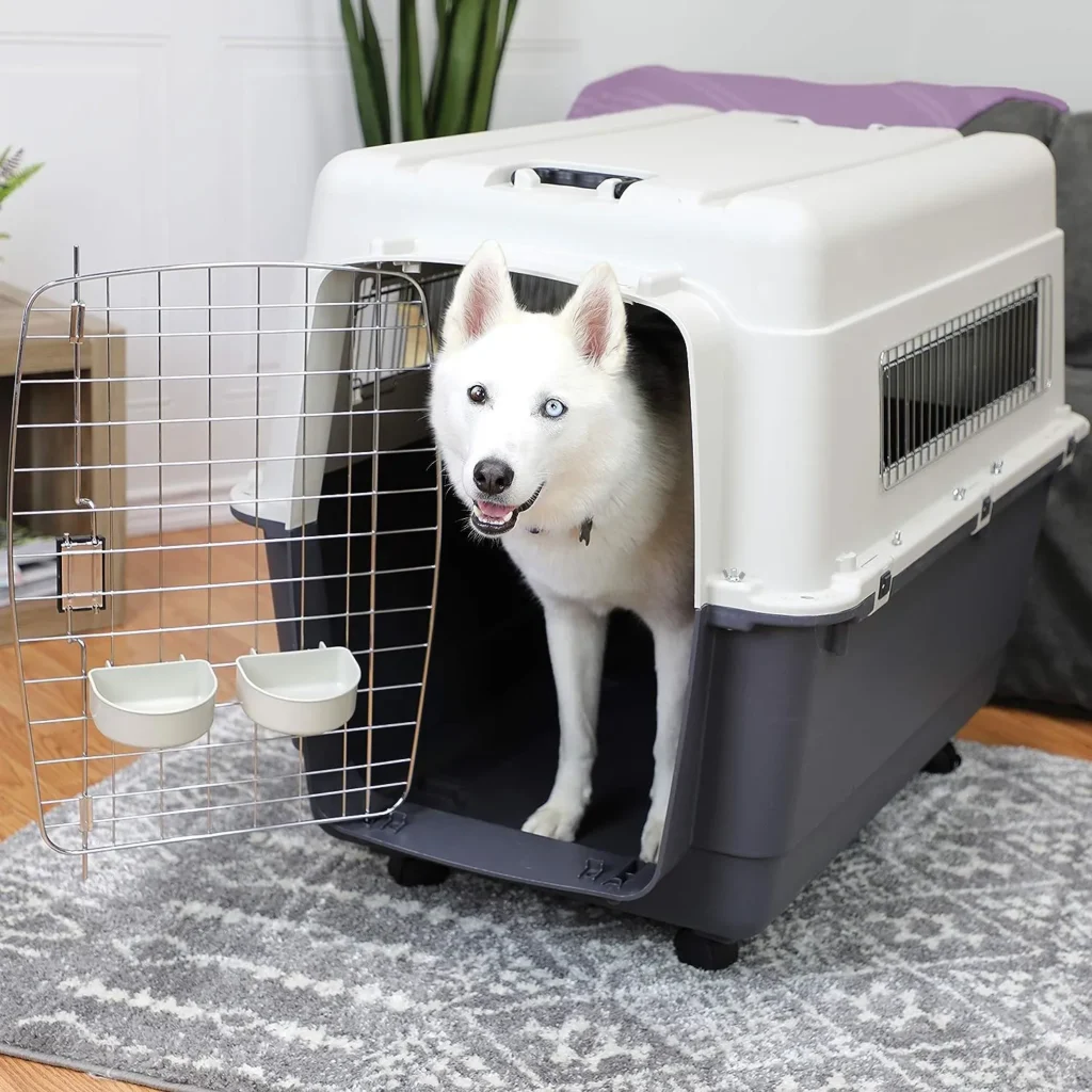 How to Take Two Cats on a Plane
